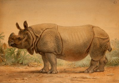 Indian Rhinoceros by Joseph Wolf